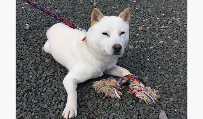 北海道犬の愛犬ジン君。