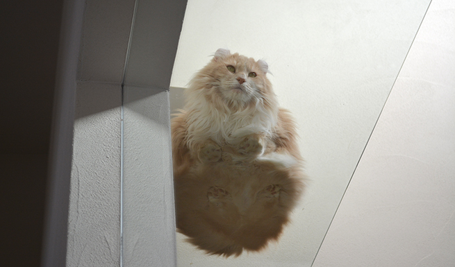 リビングからガラスの猫走りを見上げる。「ねこやなぎ」の猫裏。